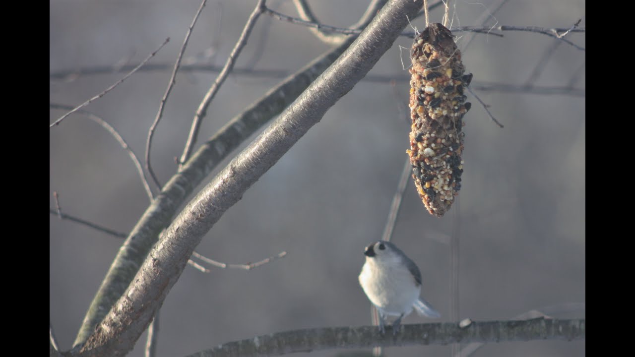 Pine cone bird feeder