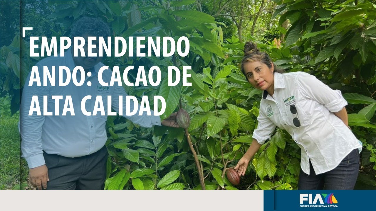 #EMPRENDIENDOANDO | Cacao de alta calidad en Tabasco