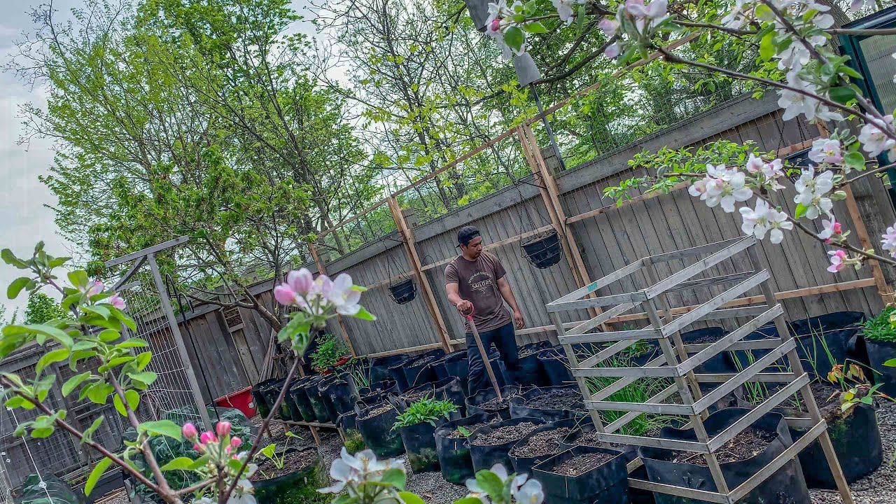 How to build a beautiful vertical trellis along the fence and grow more food