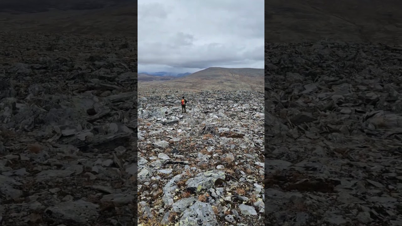 #rypejakt2025 #dovrefjell #hare