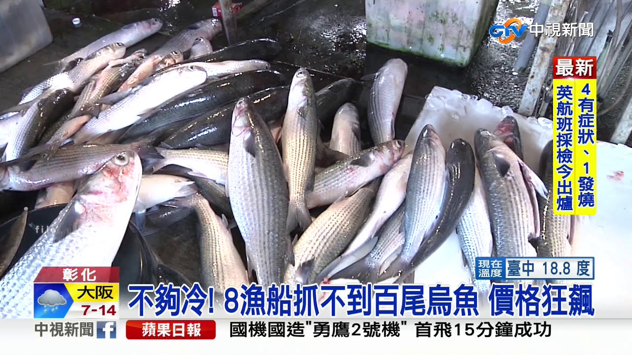 不夠冷! 8漁船抓不到百尾烏魚 價格狂飆│中視新聞 20201228