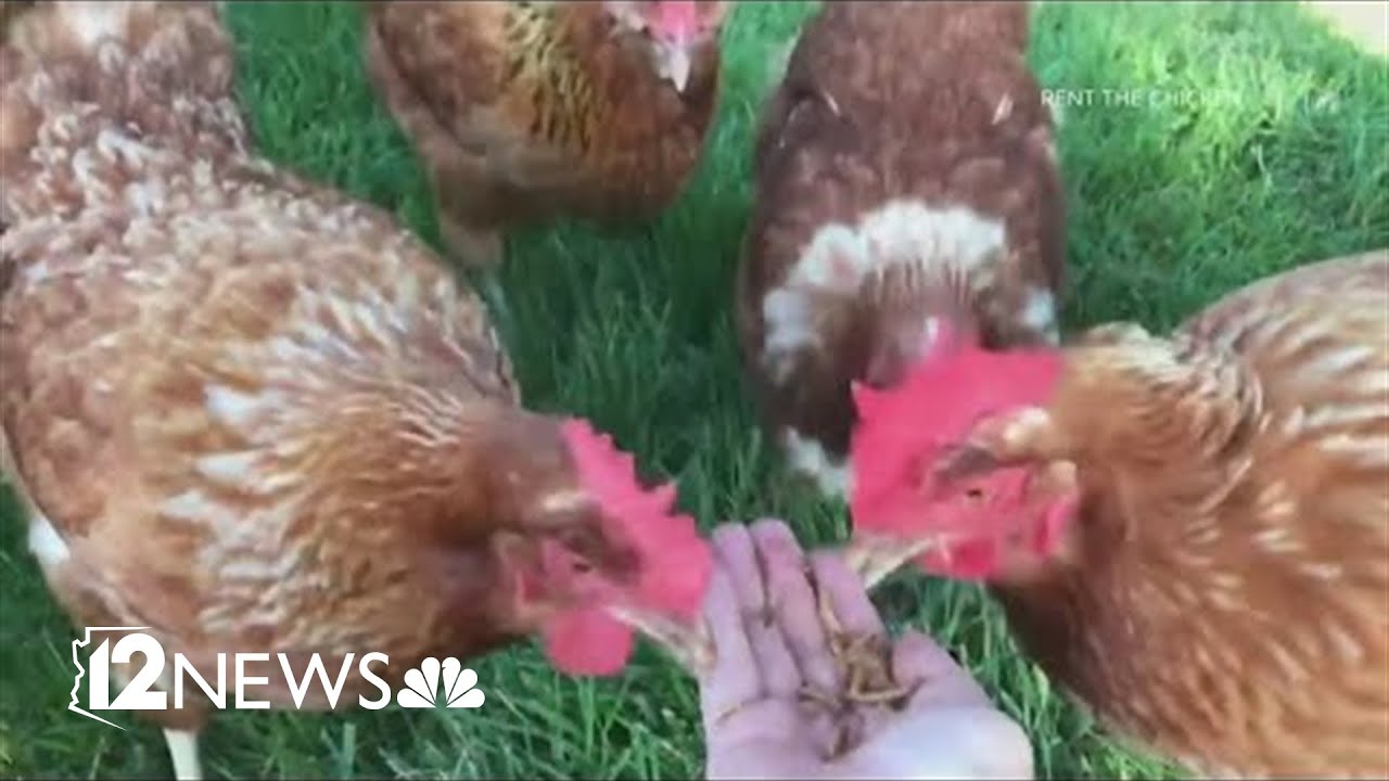Arizona, did you know you can rent a chicken? Here's how