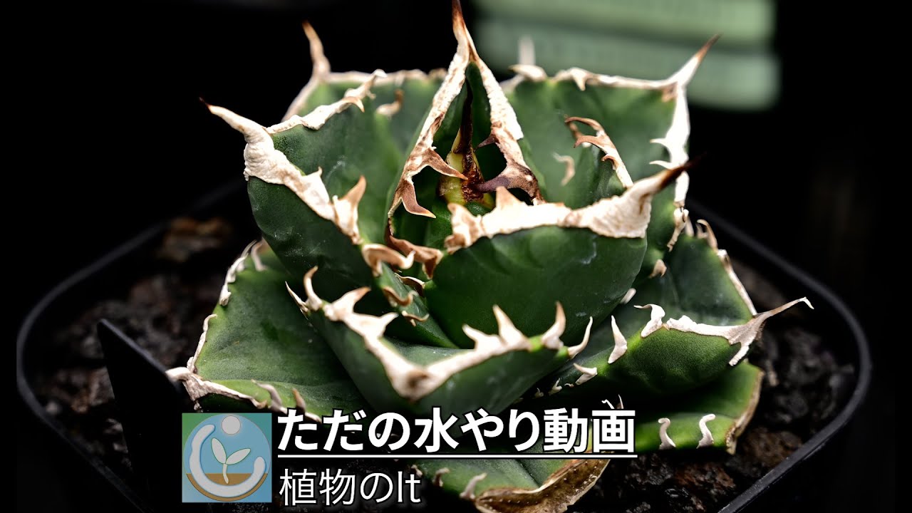 【チタノタ水やり】用土検証の続報など、細かな報告付き　アガベ チタノタ　【#itの日常】
