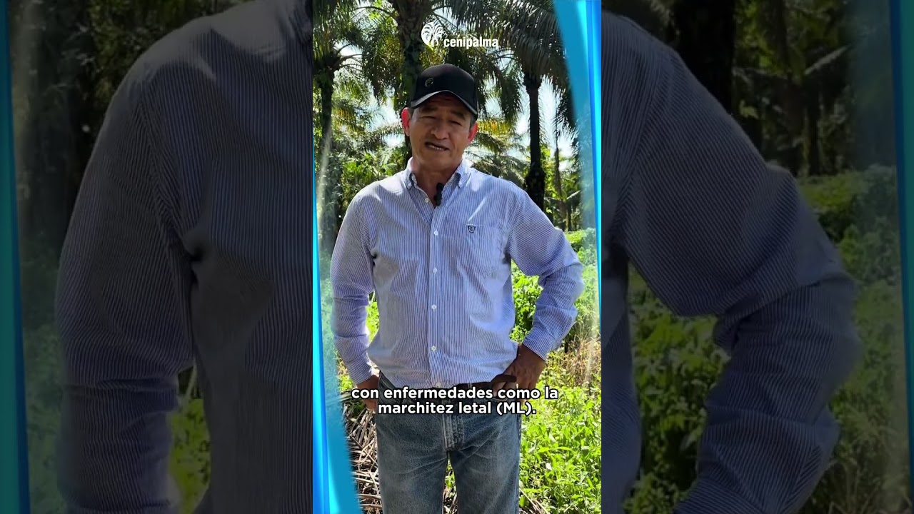 Gracias al apoyo de #Cenipalma, un palmicultor super&oacute; la marchitez letal en su plantaci&oacute;n