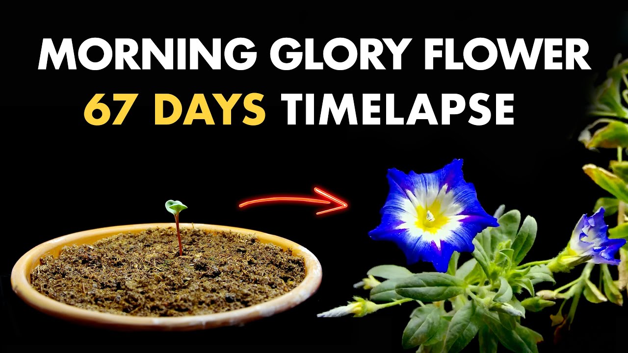 Growing Morning Glory Flower From Seed - 67 Days Timelapse