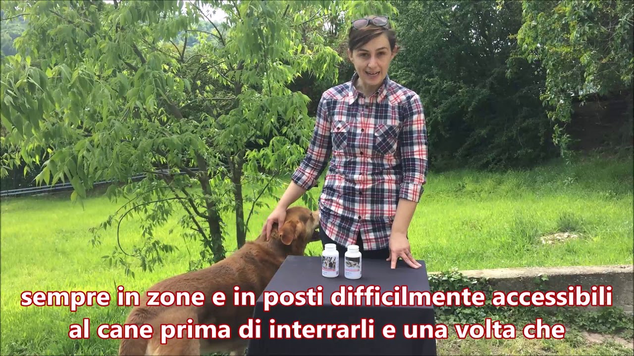 LE PIANTE TOSSICHE PER IL CANE