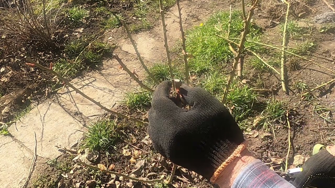 Обрізка троянди весною. Основні принципи.