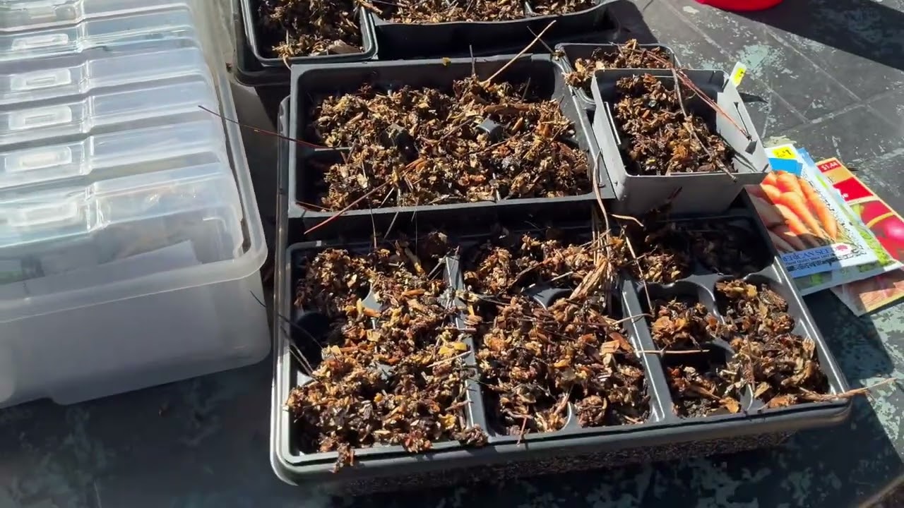 Bed #2 and starting seeds