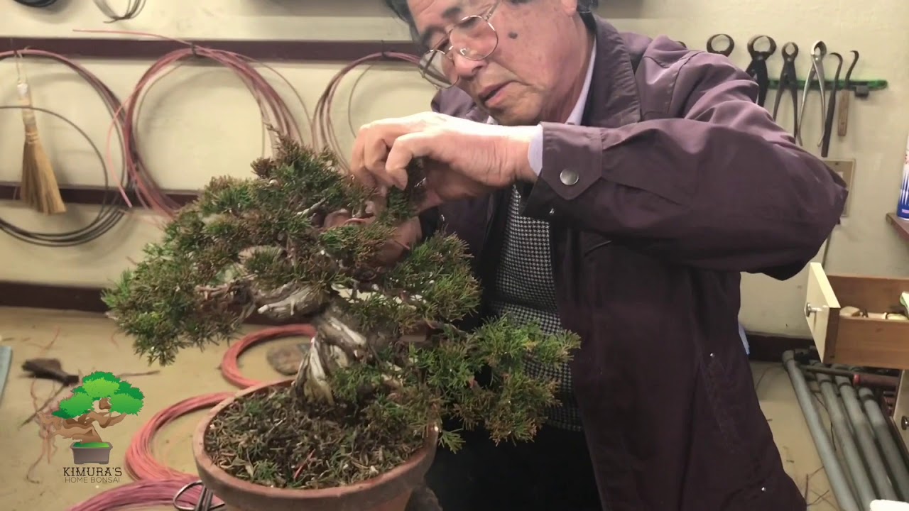Pruning and wiring by Masahiko Kimura Part 4 (final part)
