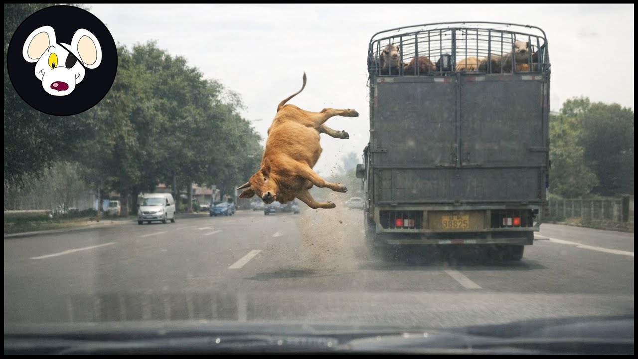 Tragic ! 30 Moments Animal And Invasive Species Falls From High Above