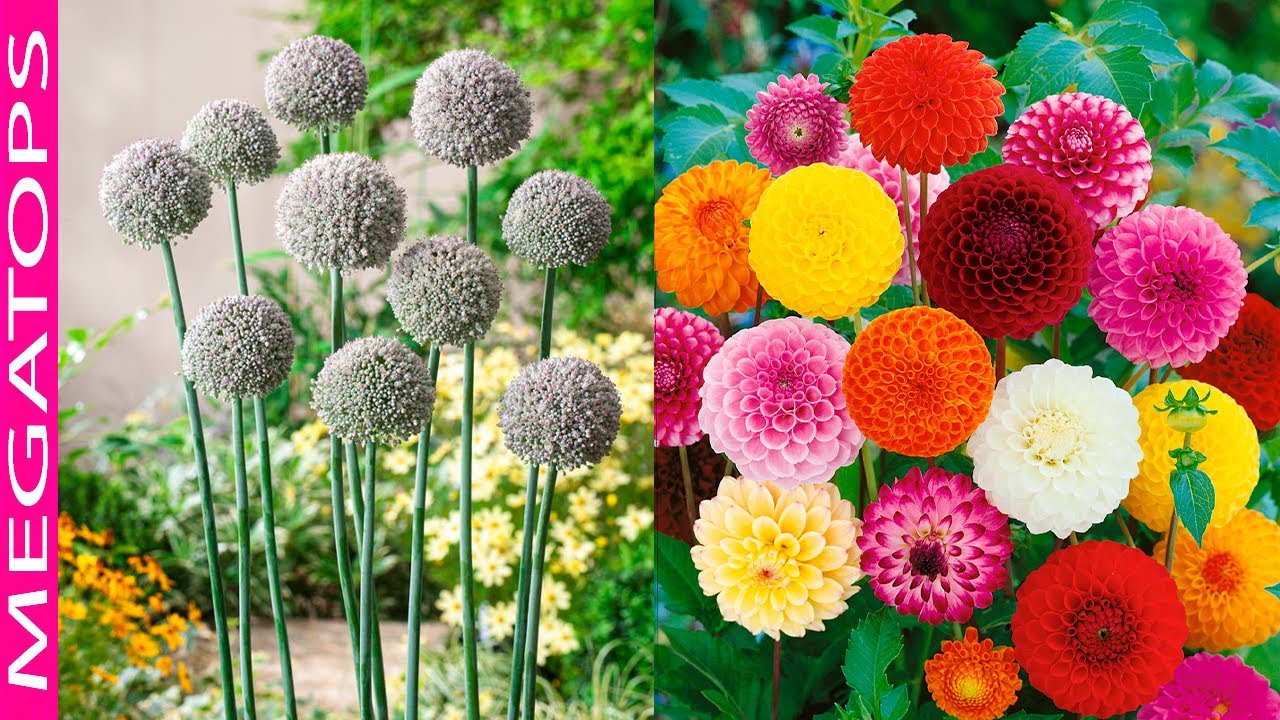 7 Flores Hermosas con Forma de Pompones