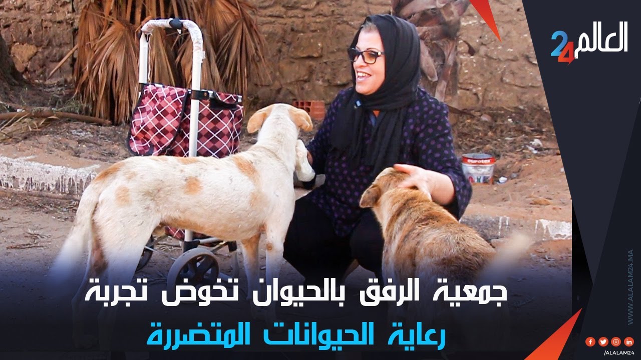 جمعية الرفق بالحيوان تخوض تجربة رعاية الحيوانات المتضررة وتعقيمها بإمكانيات محدودة بالقنيطرة