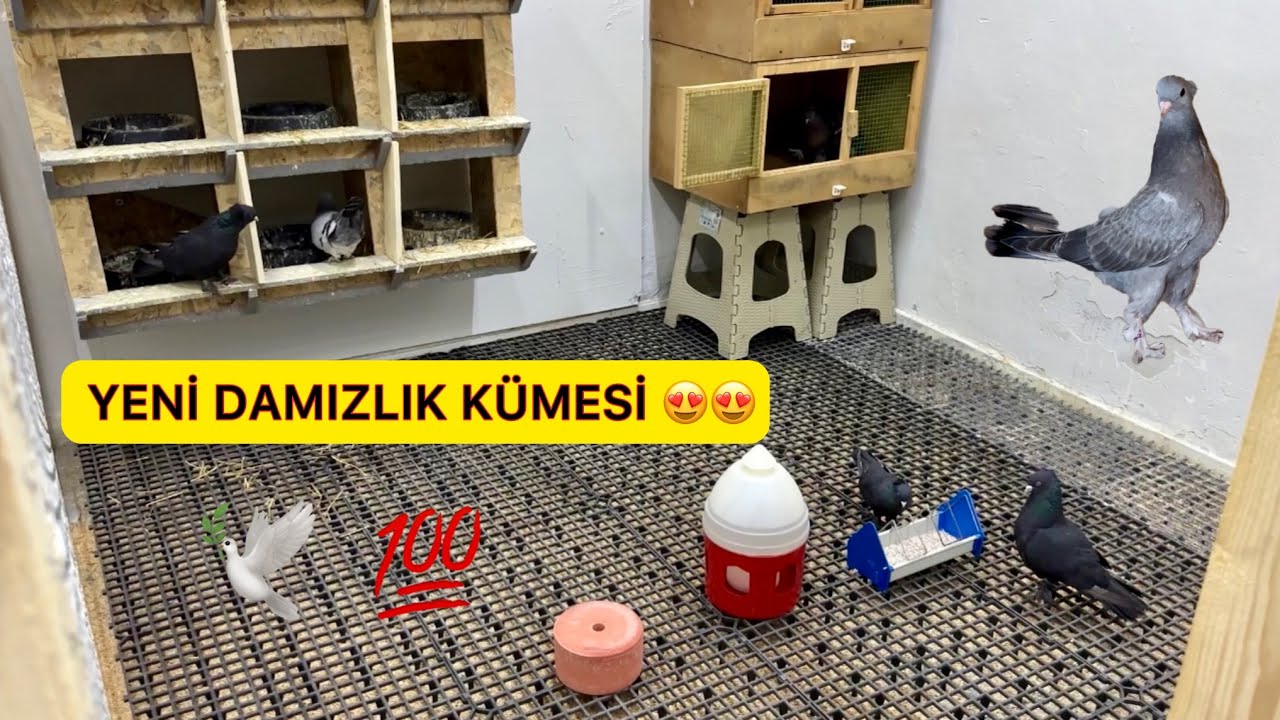 KUŞLARIMIZA 5 YILDIZ HOTEL YAPTIK 💯 İLK KUŞLARIMIZI GETİRDİK 🕊️ Kümes yapımı ~ Taklacı Güvercin