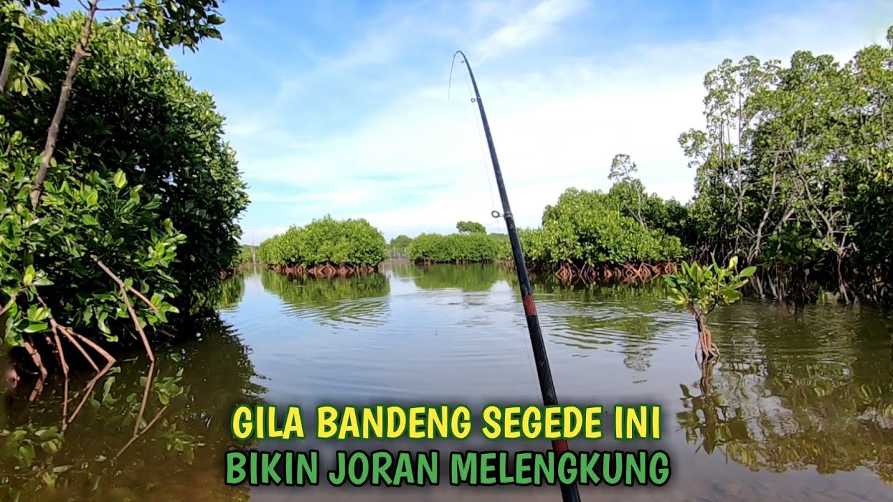 Strike Sadis !!! Mancing Di Tambak Liar Dapatnya Bandeng