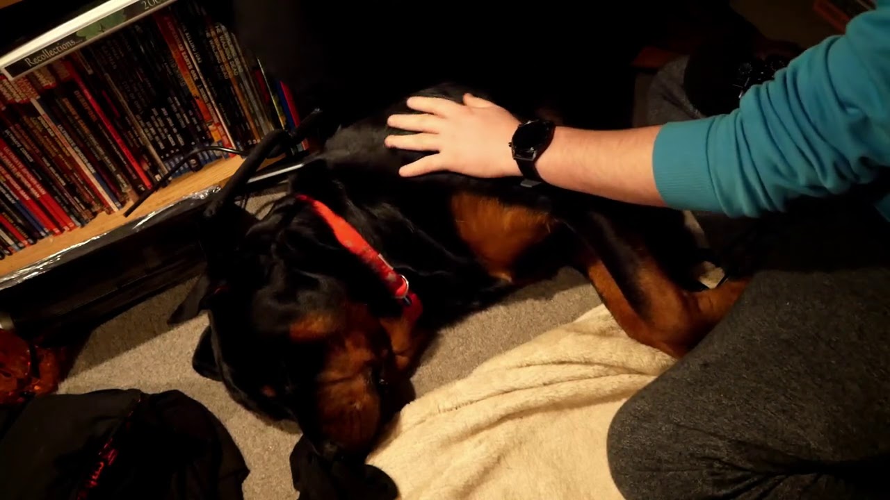 DOGGO ASMR! Loki receives pats for your enjoyment!