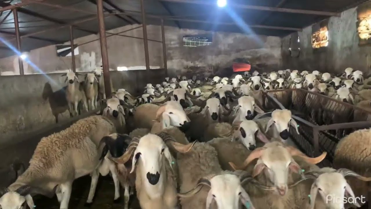 جلبة المرارة فيها جوج انواع كينا تشراب ودگان