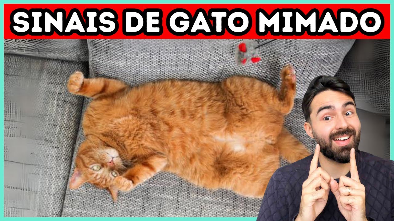 9 Sinais de Que Seu Gato É MIMADO