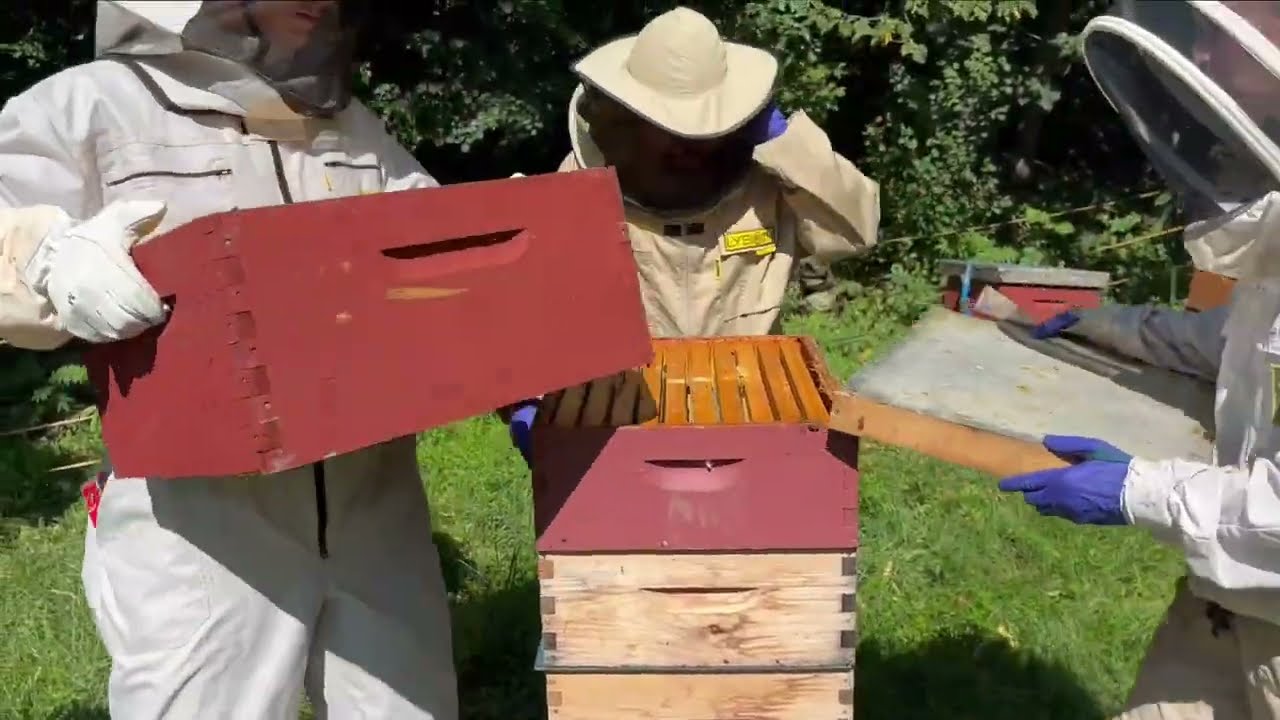 How to Use a Fume Board to Get Bees Out of Honey Supers