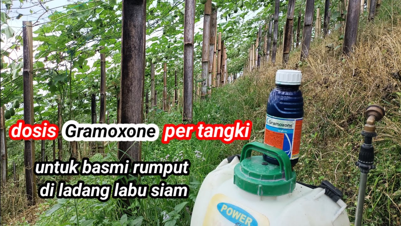 dosis gramoxone per tangki