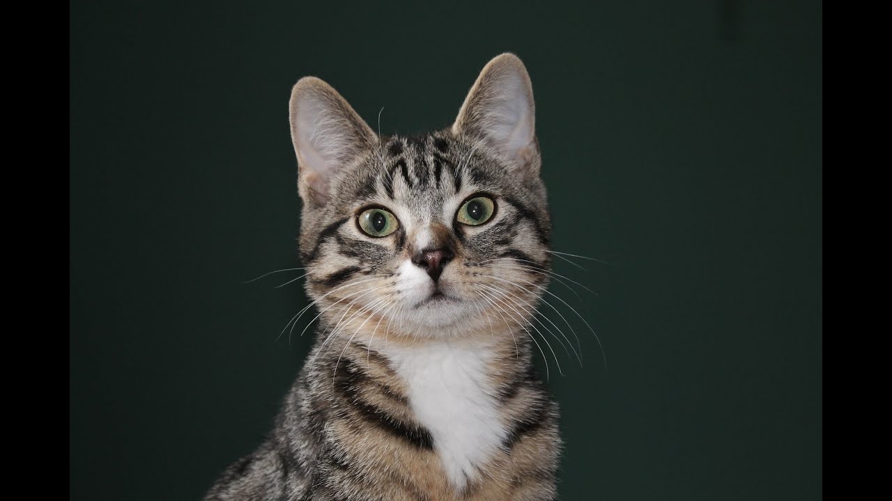 Clicker Training cats
