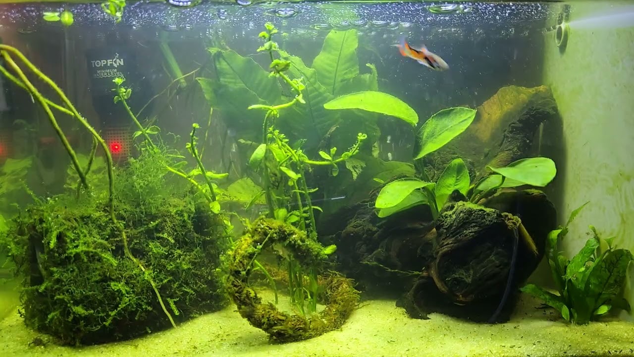 5 Gallon Shrimp Tank