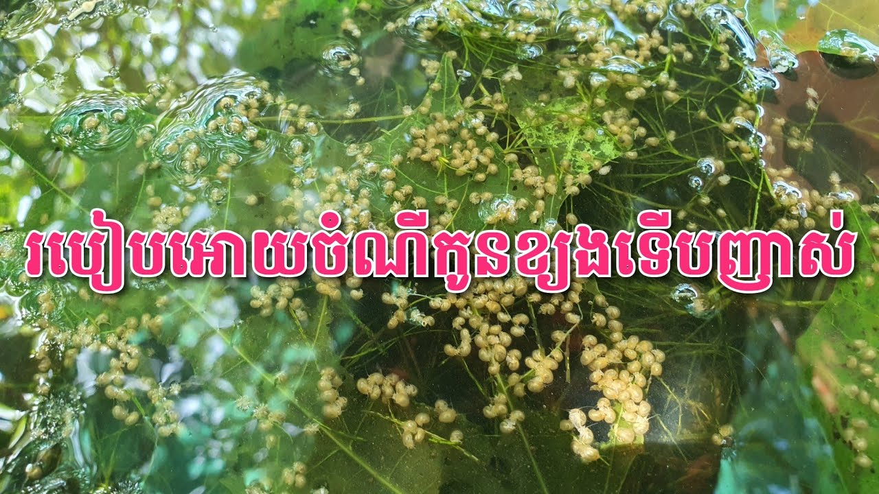 របៀបអោយចំណីកូនខ្យងទើបញាស់ #ខ្យងប័រ #Golden apple snail