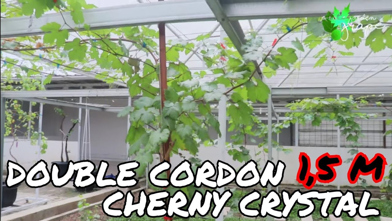 DOUBLE CORDON 1,5 meter ANGGUR CERNY CRYSTAL