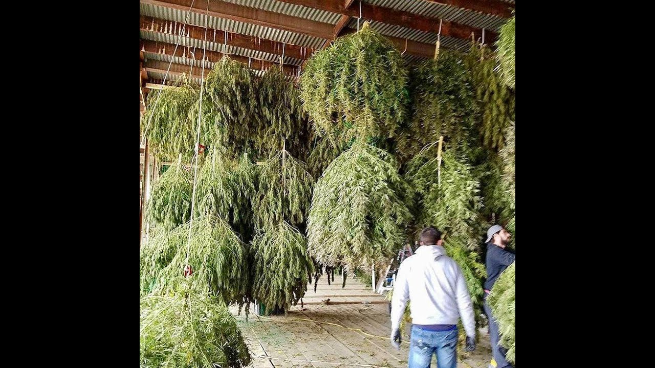OMMP BIG BUDS LEGAL WEED OREGON GANJA BACKYARD 24 PLANTS OUTDOOR GROW deck the halls jazz music