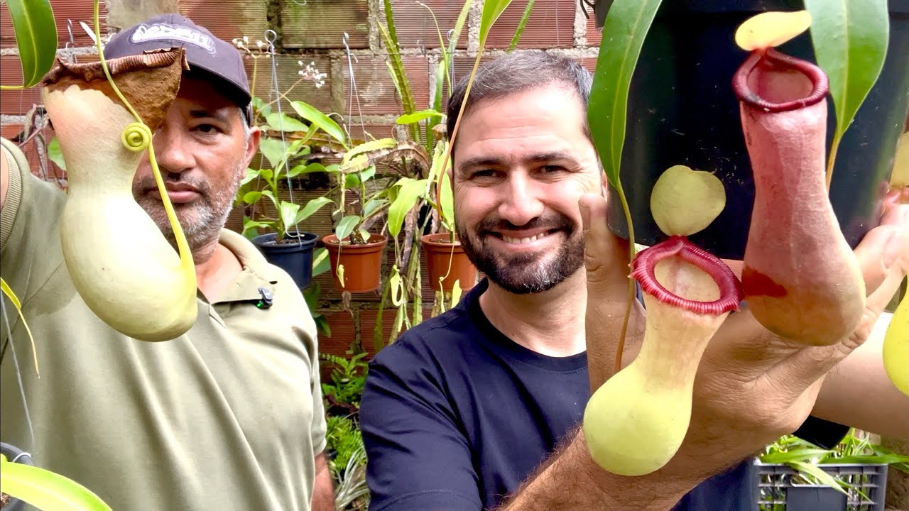 COMO FAZER MUDA DE PLANTA CARNÍVORA