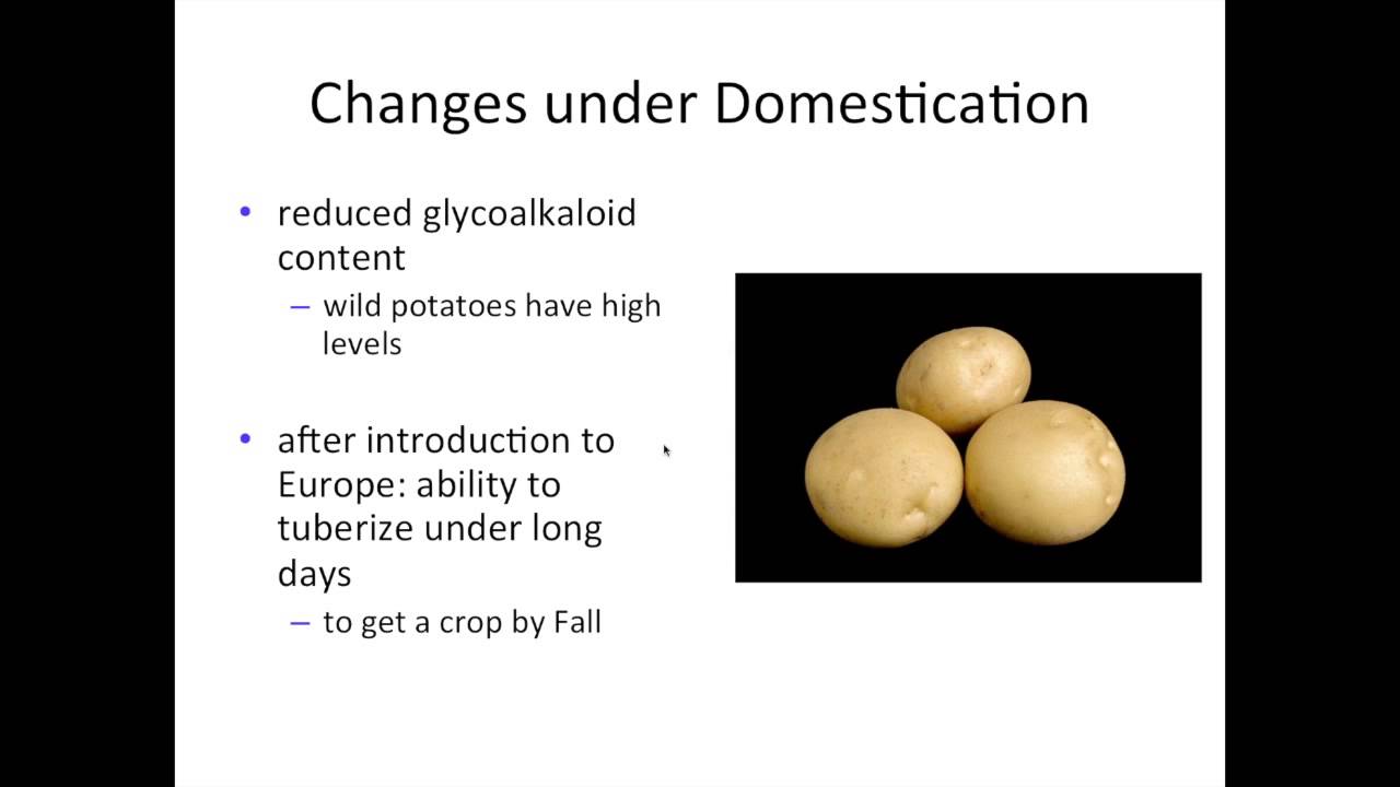 Characteristic of Potato