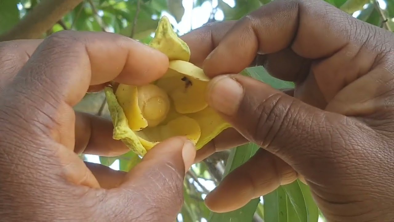 EASIEST WAY TO HAND POLLINATE SOUR SOP FLOWERS