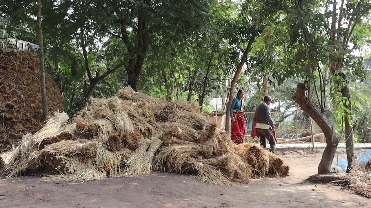 Collecting Paddy from Field. 