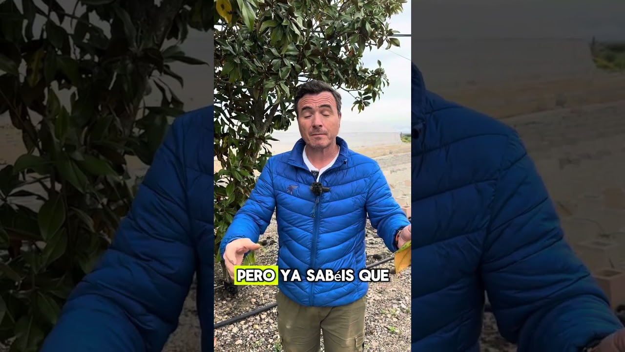 Cuidados del magnolio