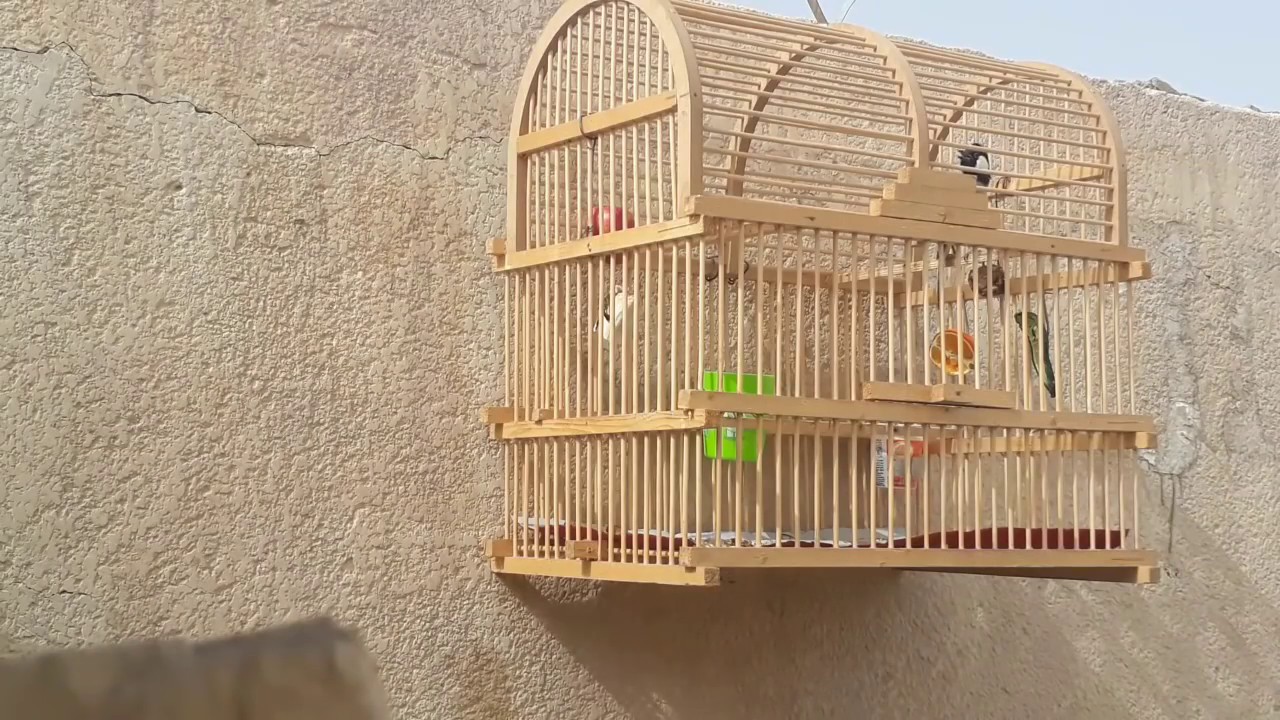 تغريد بلبل بصراوي فول
