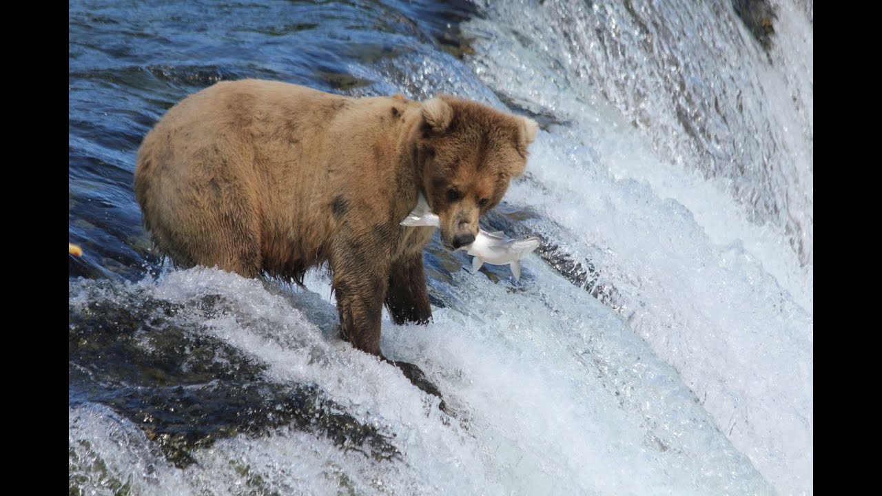 Bears of Brooks Falls - meet Beadnose #409