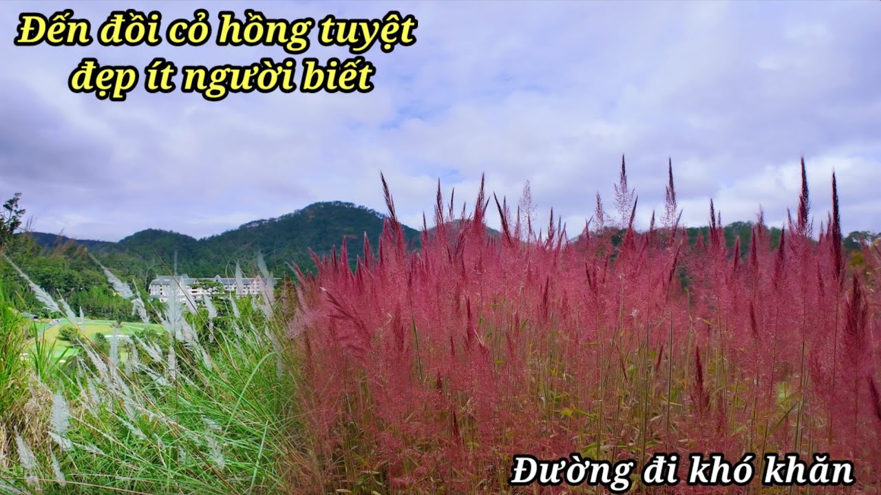 Đồi cỏ lau hồng đẹp ở Đà Lạt ít người đến đây. Đường đi mạo hiểm khó khăn