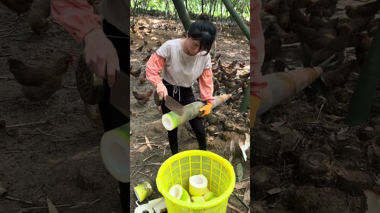 Start cutting bamboo shoots. Today we cut big ones #satisfying
