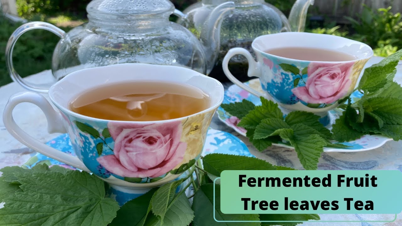 How to make Fermented Tea from Fruit Tree leaves