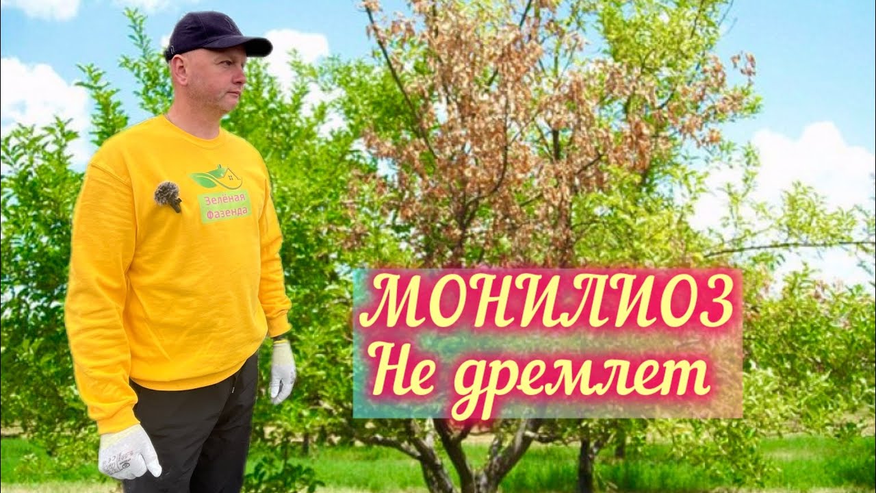 Монилиоз.Обработка после цветения.Защита плодов.