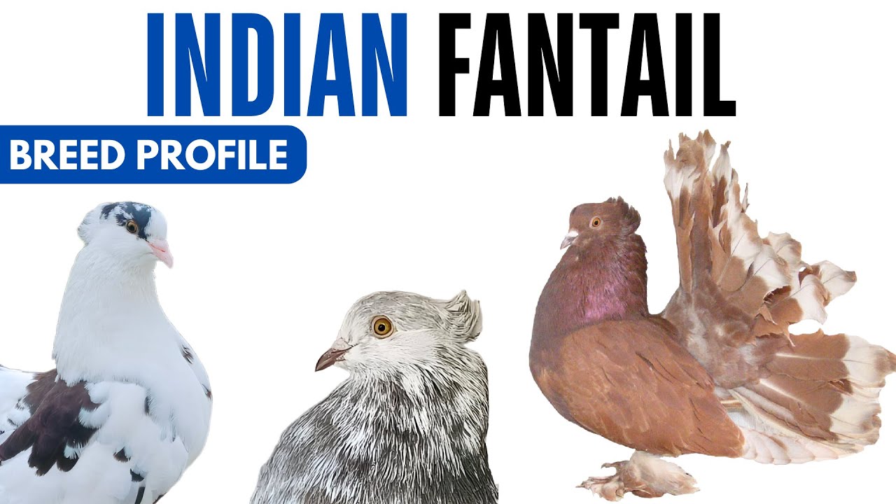 Indian Fantail Pigeon Breed Profile - History - Indian Fantail Pigeon Health Issues Price Training
