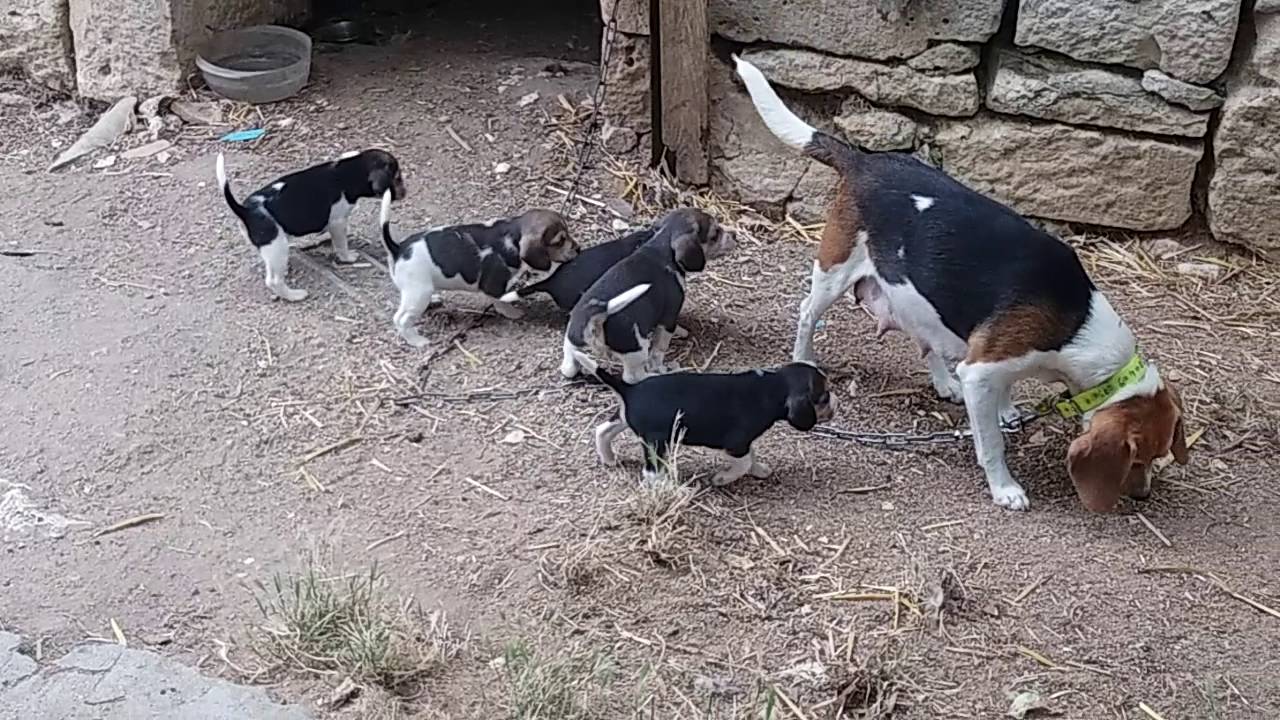 Chiot  beagle Élisabeth petite taille