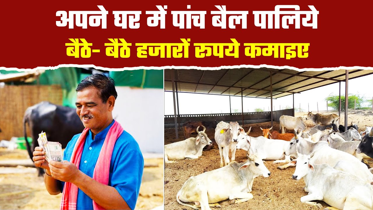 उत्तराखंड में गाय- बैल पालिए, हर महीने 12,000 कमाइए, सरकार की नई योजना| Uttarakhand Subsidy Yojna