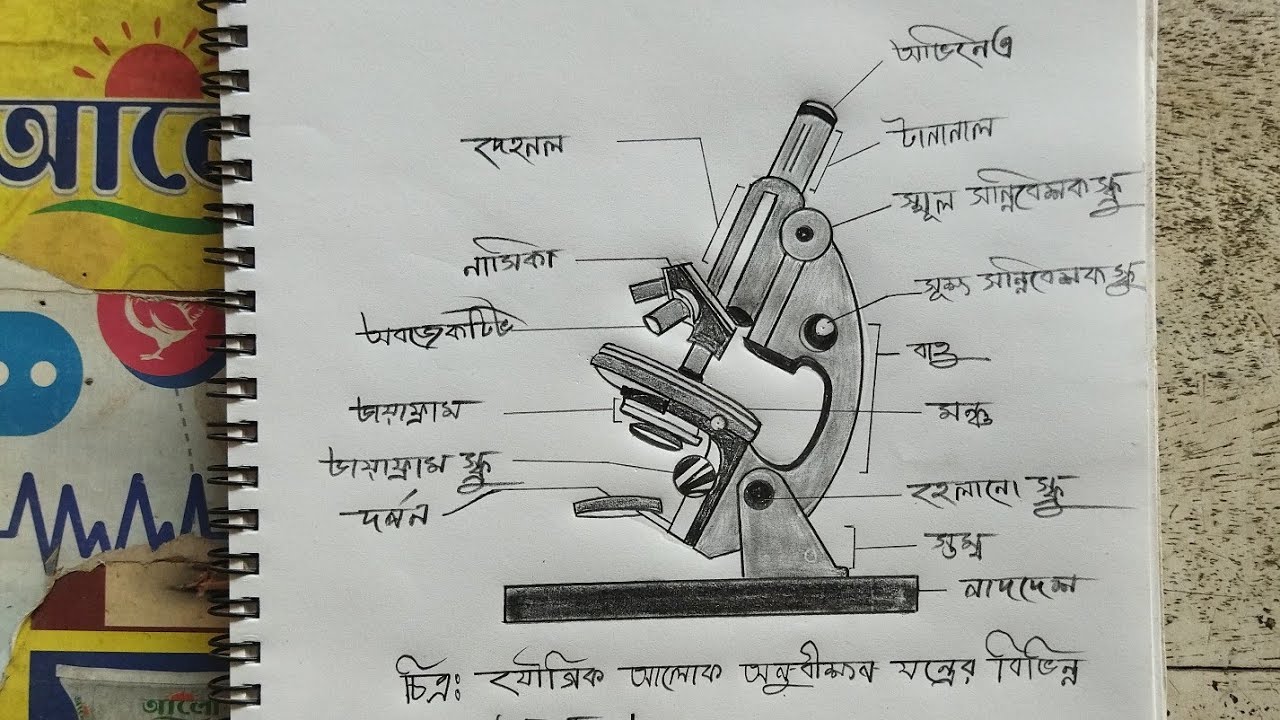 যৌগিক আলোক অণুবীক্ষণ যন্ত্রের বিভিন্ন অংশ || Different parts of a compound light microscope