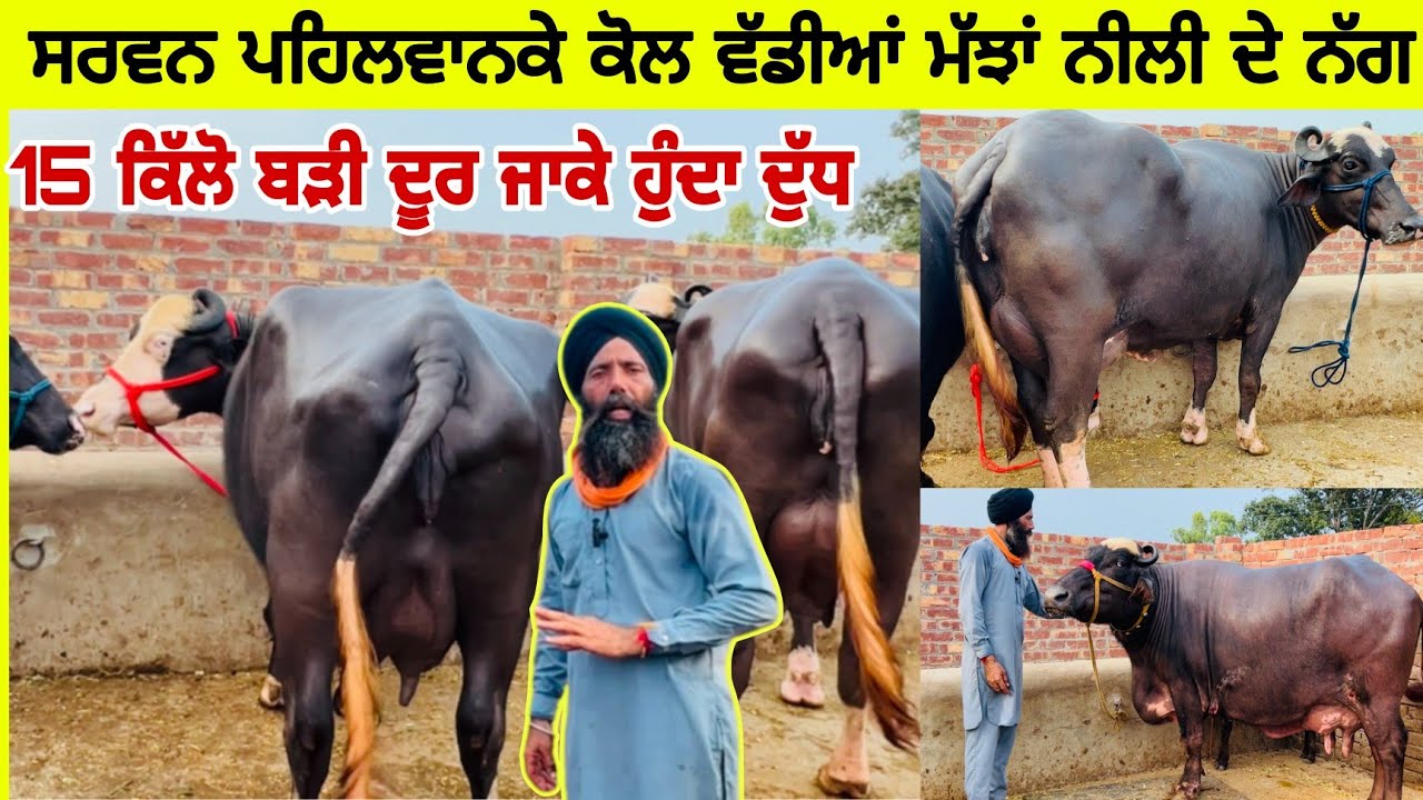 ਸਰਵਨ ਪਹਿਲਵਾਨਕੇ ਕੋਲ ਵੱਡੀਆਂ ਮੱਝਾਂ ਨੀਲੀ ਦੇ ਨੱਗ। ਮੱਝਾਂ ਵੇਖਣ ਵਾਲੀਆਂ ਤੇ ਗੱਲਾਂ ਸੁਣਨ ਵਾਲੀਆਂ। ਪਹਿਲਵਾਨਕੇ