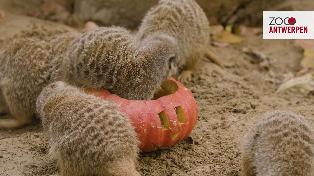 Happy Halloween! Dieren in ZOO Antwerpen genieten van de pompoentijd
