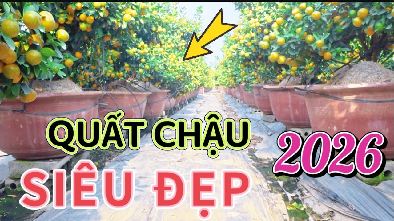 Choáng Ngợp Sai Quá”” QUẤT CHẬU MỄ SỞ VĂN GIANG - số lượng khủng 