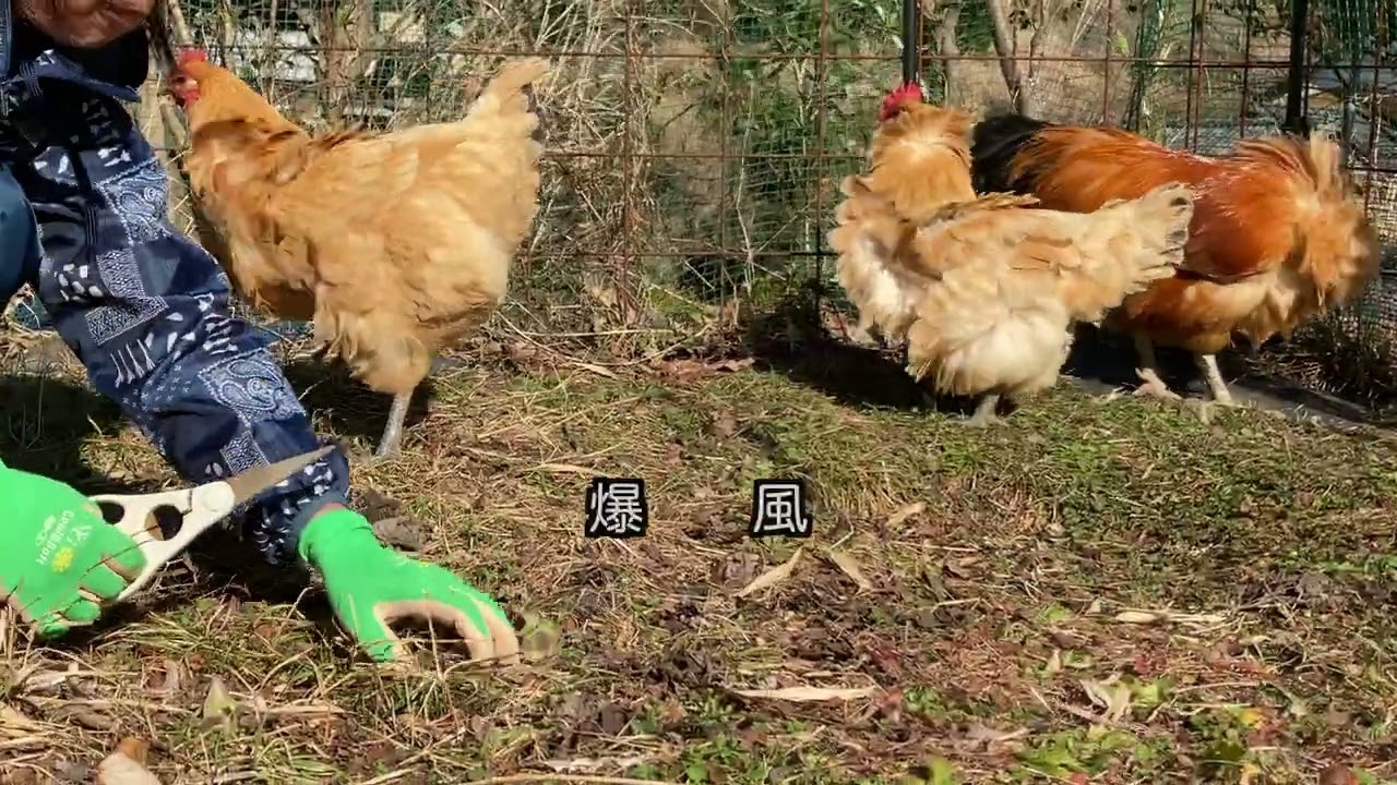 にわとりの畑19【スズメがやってきました】#Chicken’sfield19