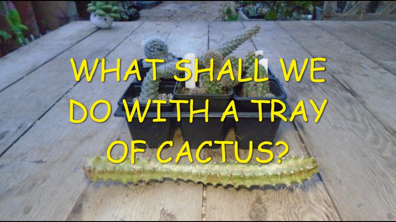 What Shall we do with a Tray of Cactus? 😬