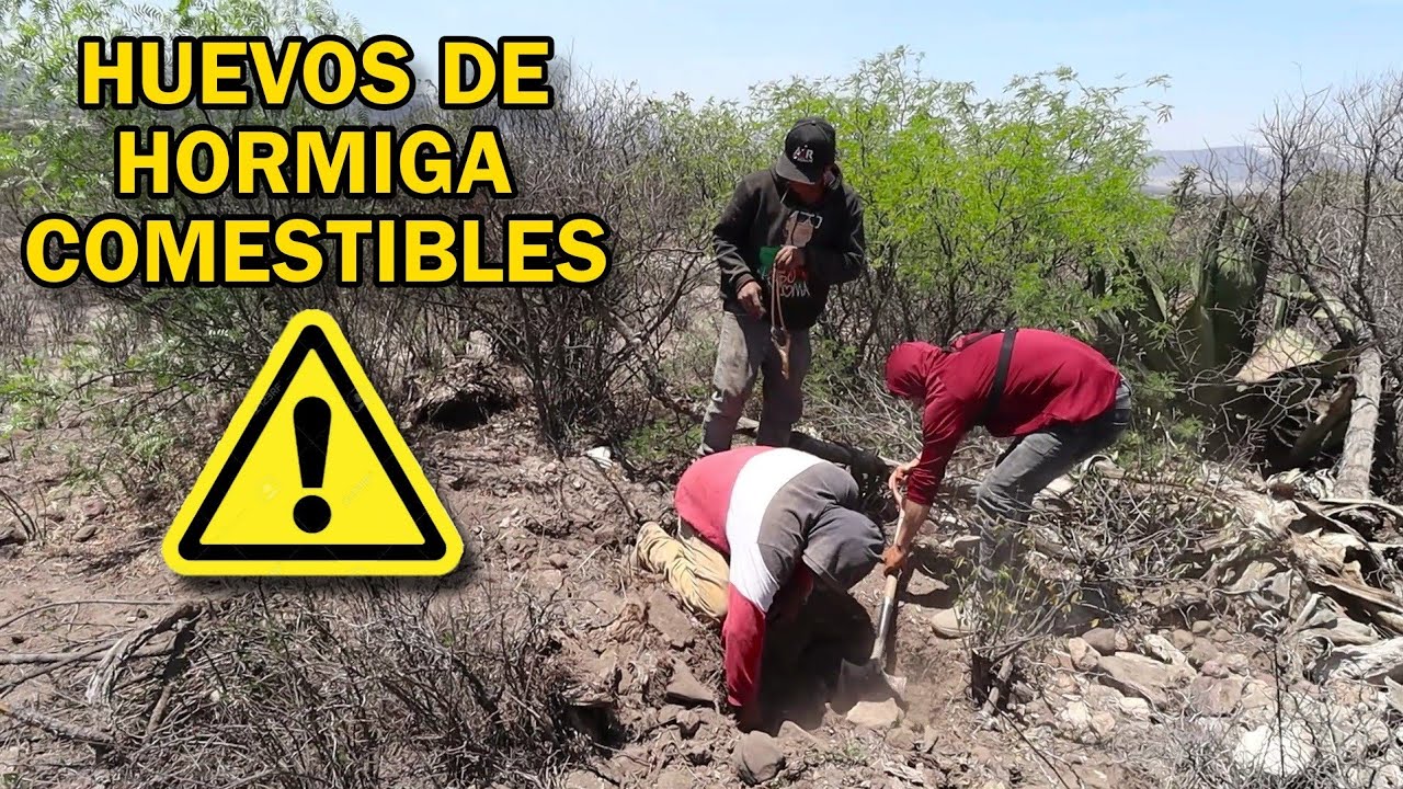 Así se RECOLECTAN los ESCAMOLES, huevos de Hormiga