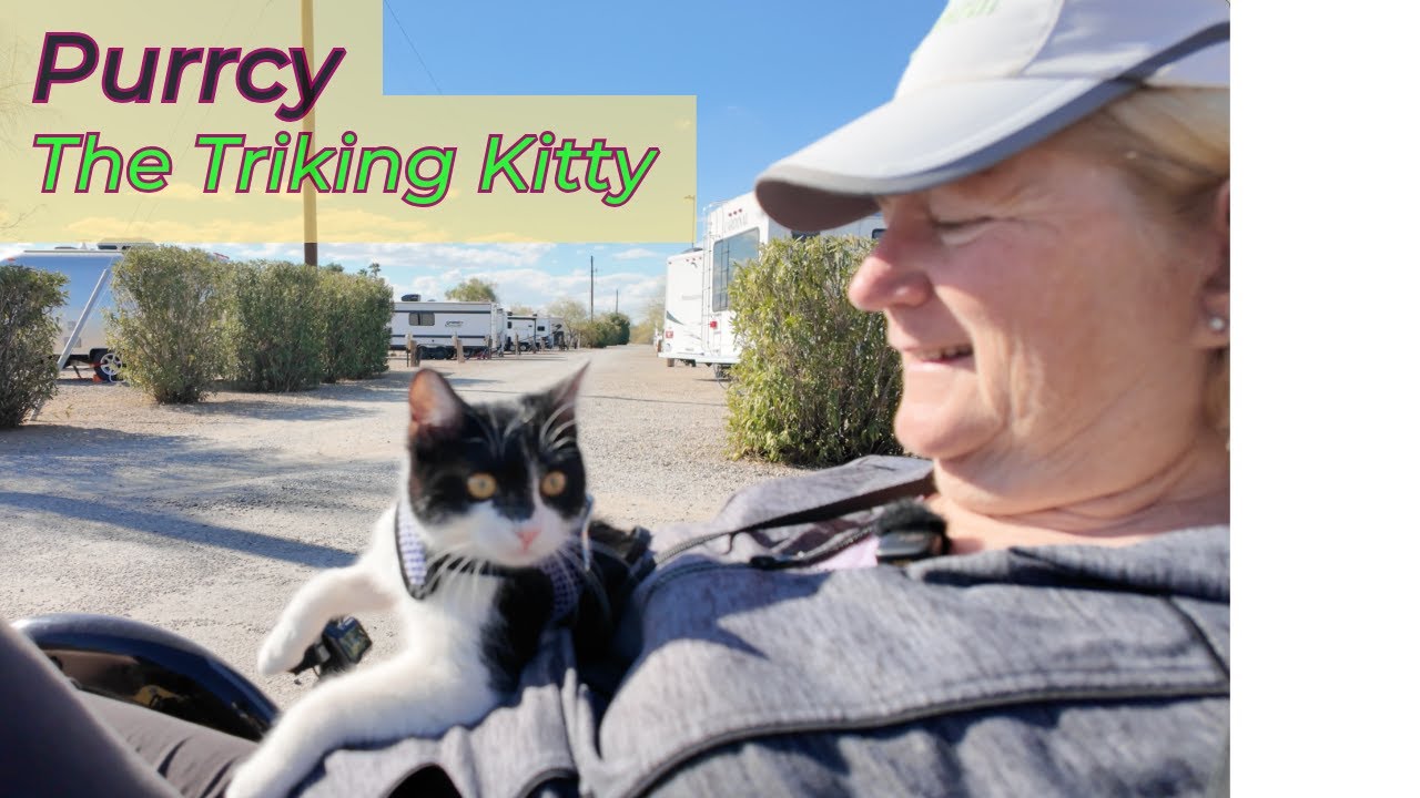 Triking Kitten?
